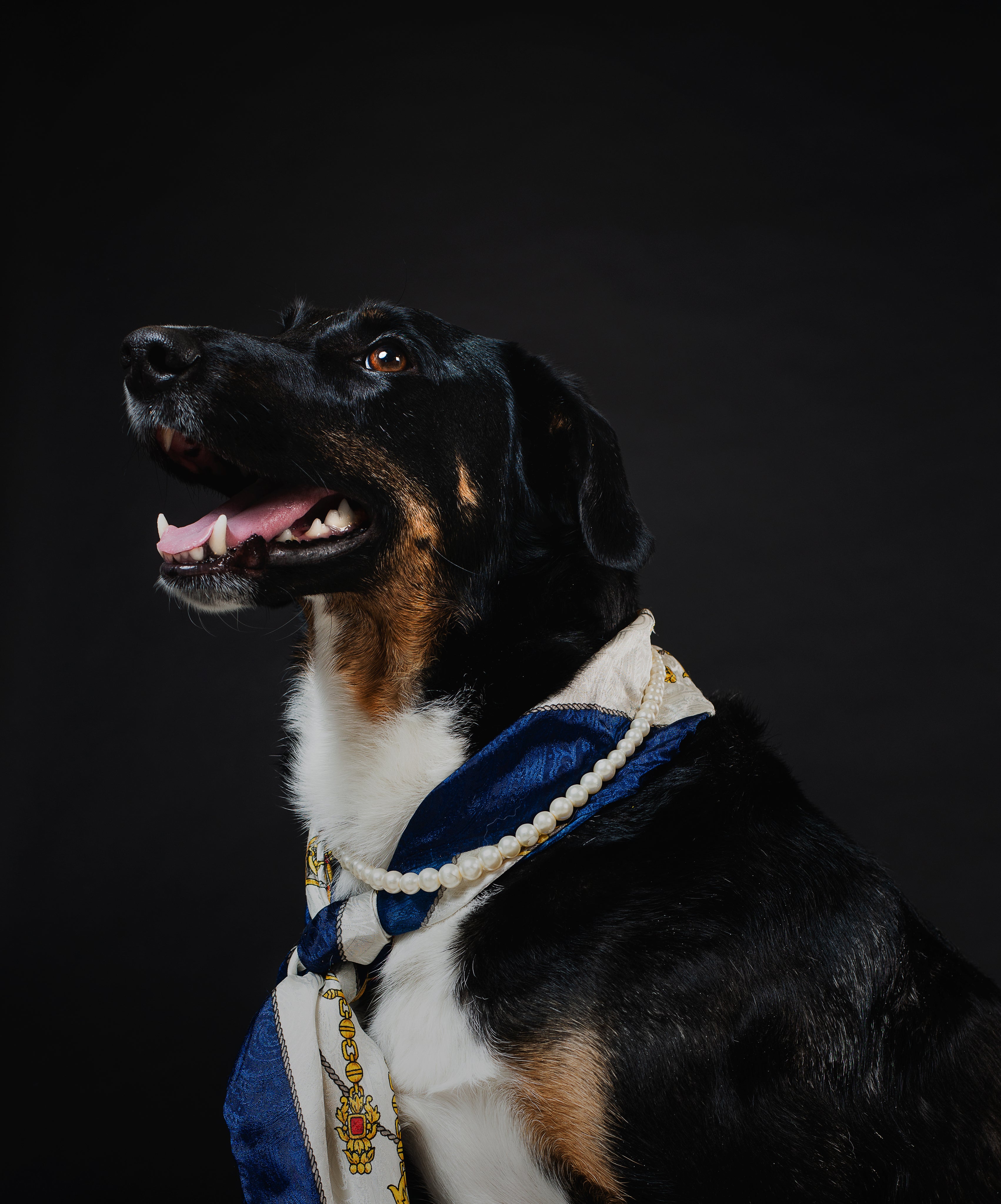 Dog wearing a decorative collar against a black background